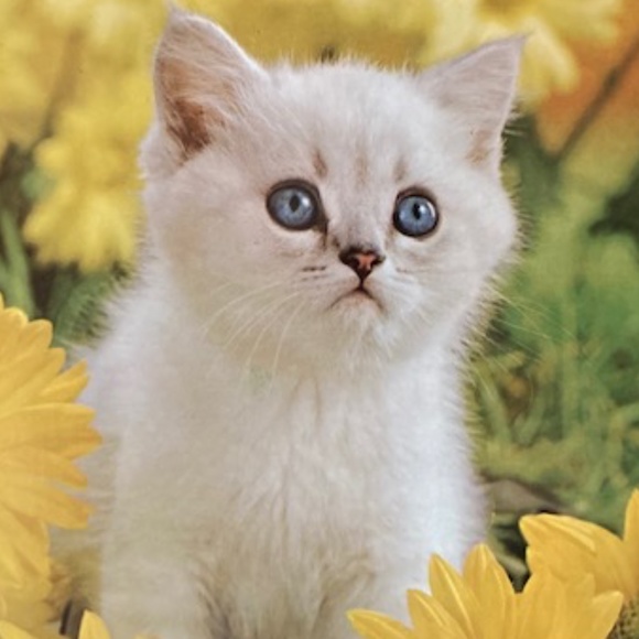 Vintage 1950's Necklace 🌼 - Picture 6 of 6